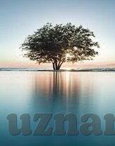 麻豆探花91-关于成人口味内容与色情网站探秘的反思文章